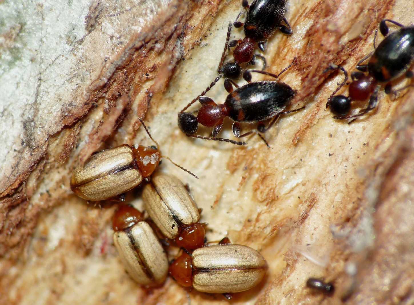 Piccolo Chrysomelidae: Hermaeophaga ruficollis